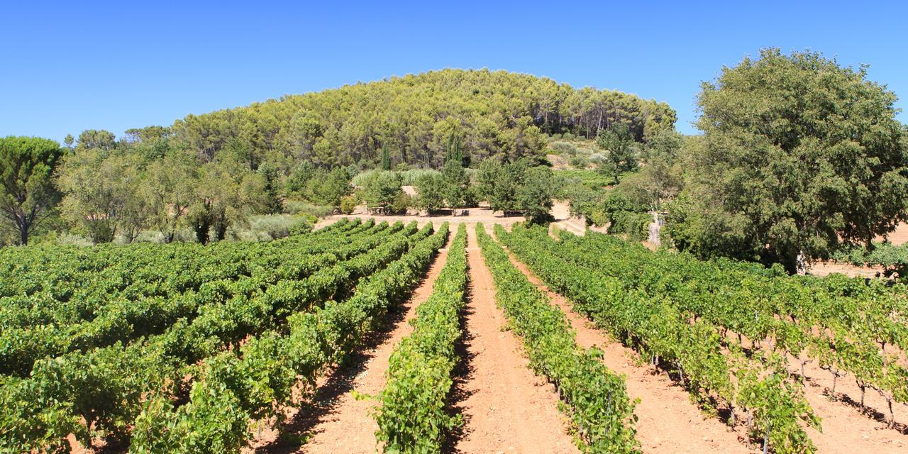 Domaine Du Clos D'Alari-Chambres D'Hotes Au Milieu Des Vignes Saint-Antonin-du-Var Εξωτερικό φωτογραφία
